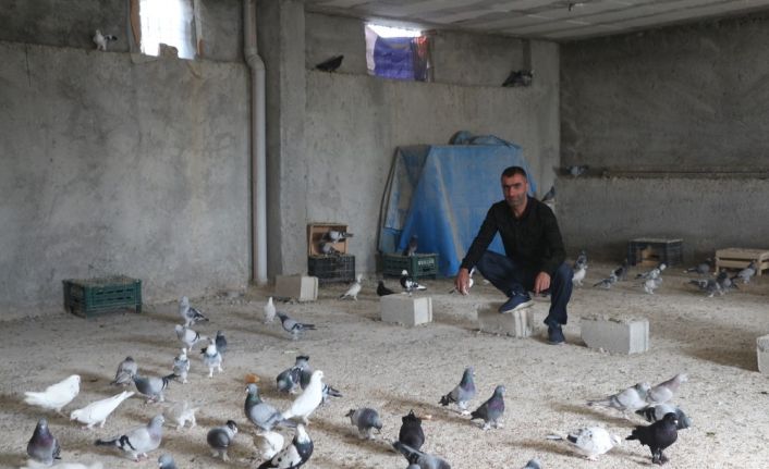 Siirtli kardeşler, fiyatları ikinci el otomobil ile yarışan güvercinlerine gözleri gibi bakıyor