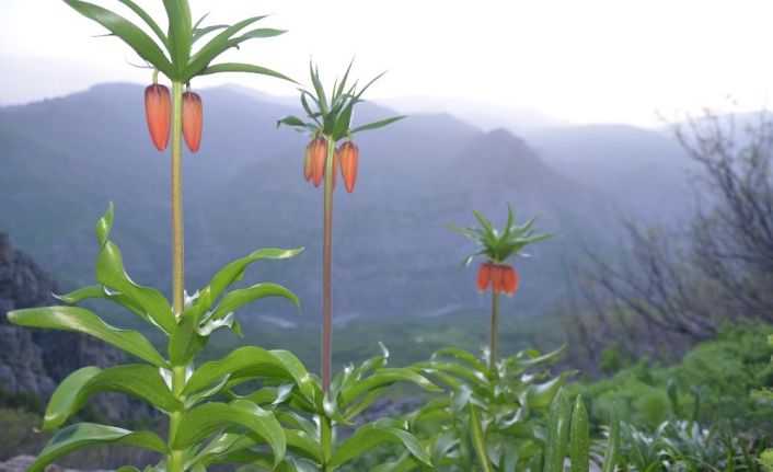 Şırnak’ta ters laleler çiçek açtı, belediye başkanı koparılmaması konusunda vatandaşları uyardı