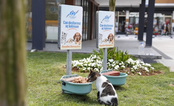 Sultangazi’den sokak hayvanlarına mama desteği