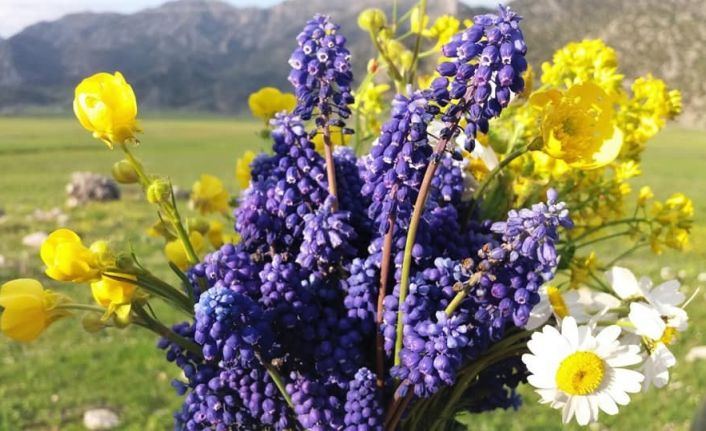 Sümbül Vadisi öksüz kaldı