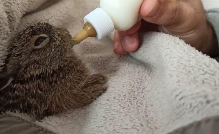 Tavşan yavrusunu biberonla besliyorlar