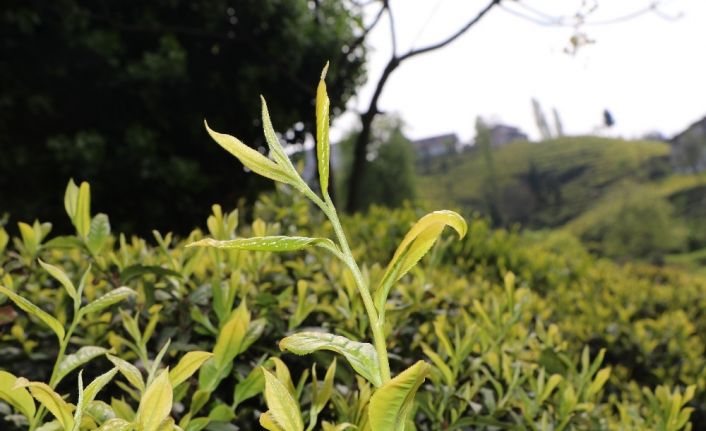 Üretici çayı nasıl toplayacağından çok açıklanacak çay fiyatını merak ediyor