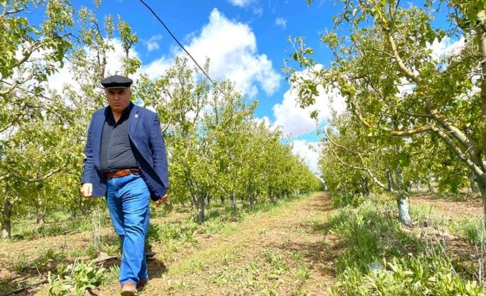 Ziraat Odası Başkanı Bayram: “Dolu üç köyümüzde ekili araziler ve elma bahçelerine ciddi zarar verdi”