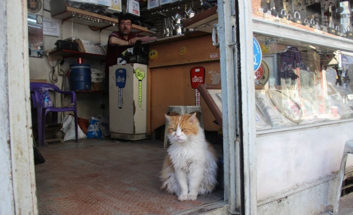 Depresyona giren kedi 9 kiloya ulaştı, gündüzleri de 8 saat uyumaya başladı