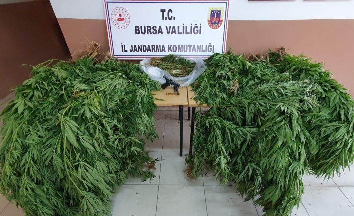 20 yıl hapis cezası bulunan şüpheli ormanlık alanda esrar tarlasında yakalandı