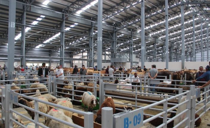 Avrupa’nın en büyük canlı hayvan pazarı doldu taştı, besiciler hayvanlarını satacak yer bulamadı