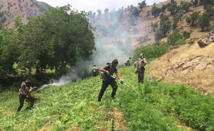 Bingöl’de narko terör operasyonu: 7 milyon kenevir ele geçirildi, 8 gözaltı