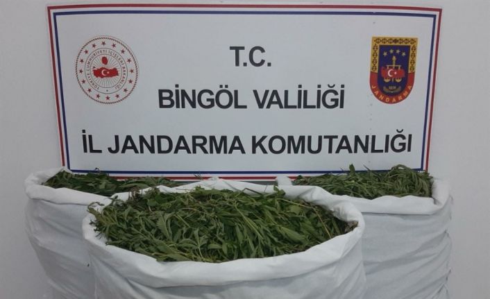 Bingöl’de tarlaya operasyon: 860 bin kök kenevir ele geçirildi