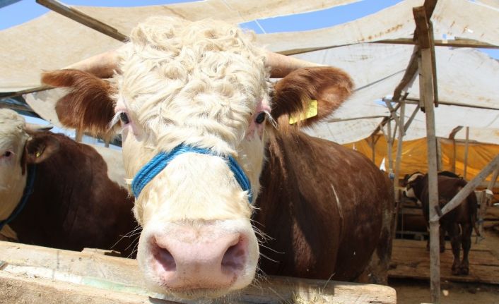 Bir buçuk tonluk ’Polat Alemdar’ kurban pazarında araba fiyatına alıcı bekliyor