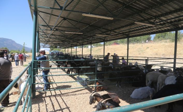 Çameli’de hayvan pazarında yoğunluk başladı