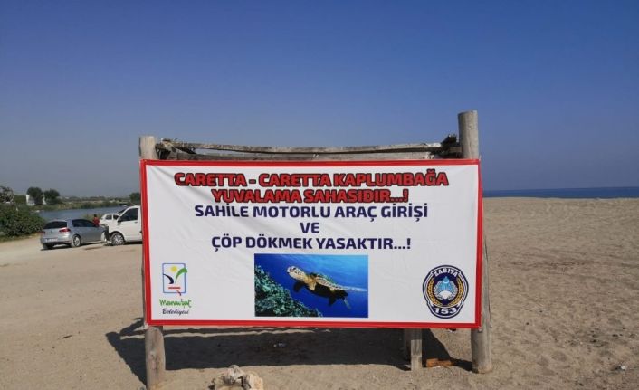 Caretta caretta yuvalarını korumak için kazılan hendekler de yetersiz kaldı, tedbirler artırıldı