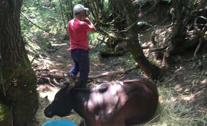 Dere yatağına düşen inek saatlerce kurtarılmayı bekledi