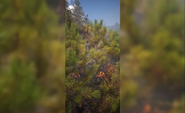 Devrilen elektrik direği ormanı yaktı