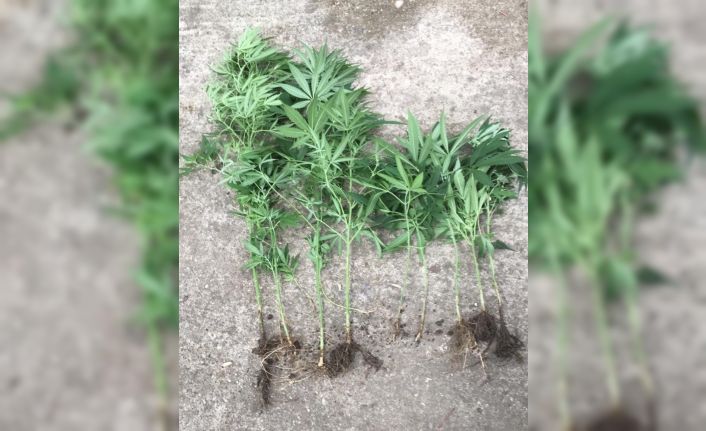 Evin bahçesinde kenevir yetiştirmiş