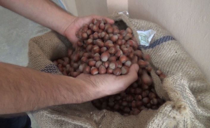 Giresunlular önümüzdeki Şubat ve Mart aylarında fındık fiyatların 30 liraya kadar çıkabileceğini düşünüyor
