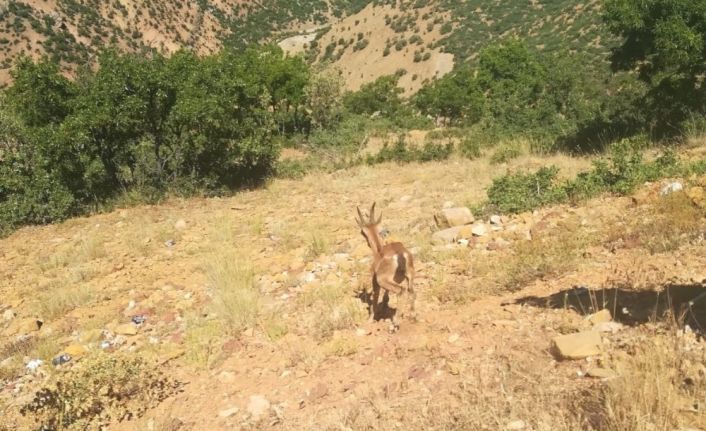 Görme kaybı yaşayan dağ keçisi iyileşti, doğal ortamına bırakıldı