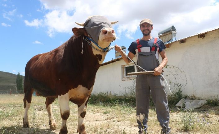 Günlük 9 kilo yem yiyen 1 tonluk boğa, alıcılarını bekliyor