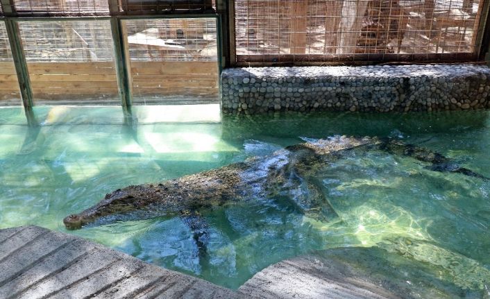 Haftada iki kez kırmızı ve beyaz etle besleniyor, yanına kimse yaklaşamıyor