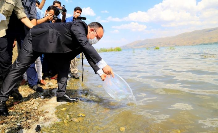 İlk defa üretimi yapılan 420 bin adet siraz balığı, Hazar Gölü’ne bırakıldı