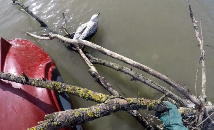 İtfaiye ekipleri nehrin ortasında mahsur kalan martı için seferber oldu