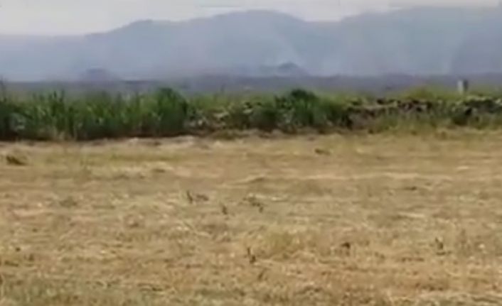 Kınalı keklik ve yavrularının biçilmiş buğday tarlasında beslendiği anlar görüntülendi