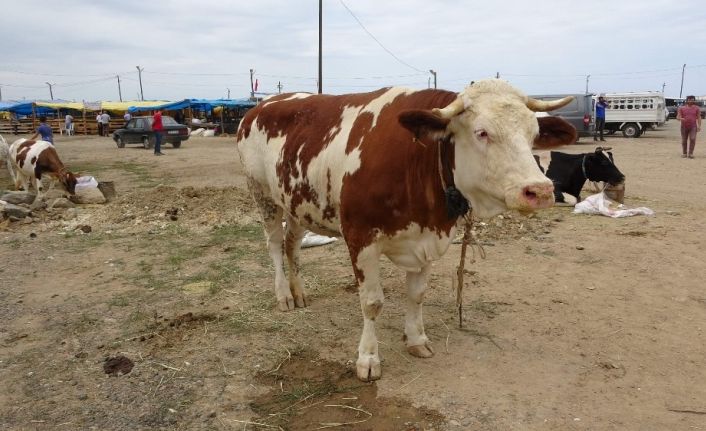 Kurban Bayramı’na bir gün kala bir ton 100 kilogramlık ’Pembe’ isimli boğa alıcısını bekliyor