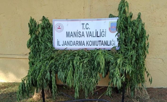 Manisa’da ormanlık bölgedeki 3 tarla içinde 550 kök kenevir ele geçirildi