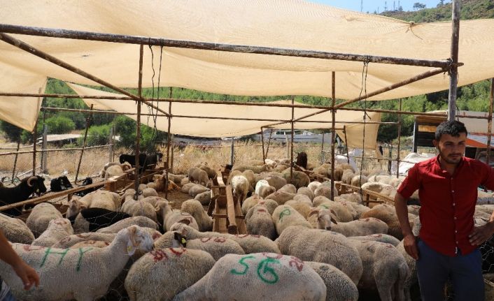 Marmaris’te kurban pazarında tokalaşmak yasak