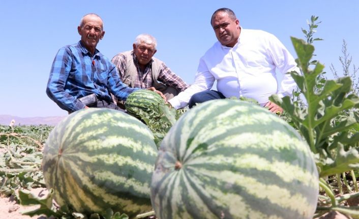 Olmaz denilen çorak topraklarda organik kavun karpuz yetiştirdiler