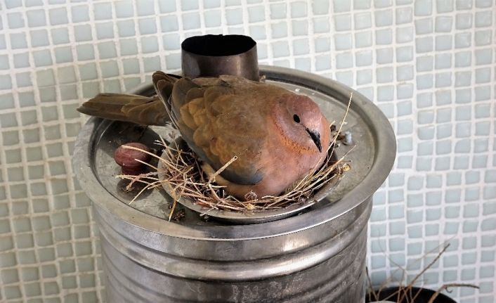 Öyle bir yere yuva yaptı ki, görenler şaşkınlıklarını gizleyemiyor