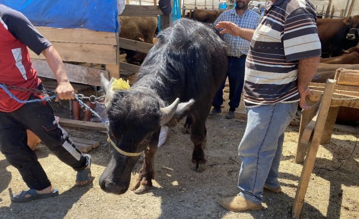(Özel) Bin 200 kilometrelik yoldan gelen ‘Paşa’ kurban pazarının gözdesi oldu