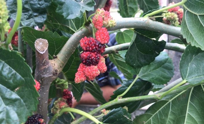 (Özel) Dut ağacındaki iki farklı renk görenleri şaşırtıyor