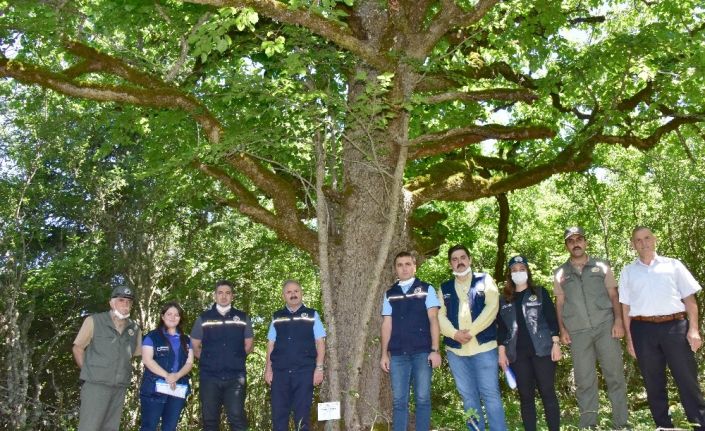 (Özel) Kastamonu’daki 500 yıllık fındık ağaçları Gen Koruma Ormanı ilan edildi