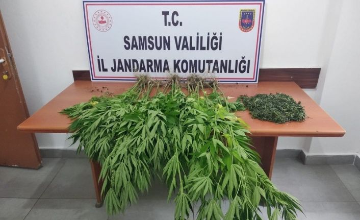Samsun’da 392 kök kenevir 7 kilo 886 gram kubar esrar ele geçirildi