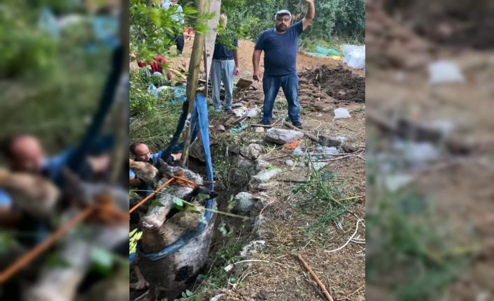 Su kuyusuna düşen inek itfaiye ekiplerince kurtarıldı