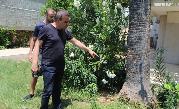 Üst katların manzarasını kapattığı gerekçesiyle kesilen palmiye ağacı site sakinlerini isyan ettirdi