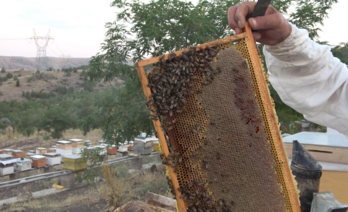 10 çeşit bitkiden elde edilen her derde deva balın kilosu 100 lira