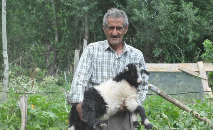 Bataklığa saplanan ineğinin başında sabahlayan Mehmet Amca bu bayram çok mutlu