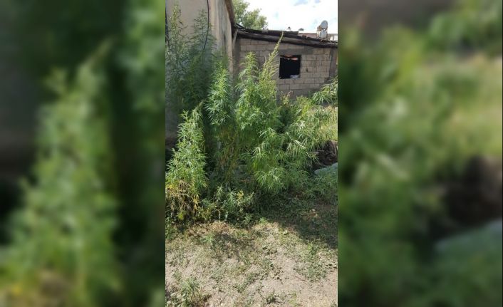 Bitlis’te 147 kök Hint keneviri ele geçirildi
