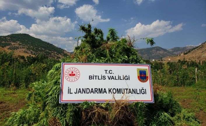 Bitlis’te 48 kilogram kubar esrar ve 2 bin 345 kök kenevir ele geçirildi