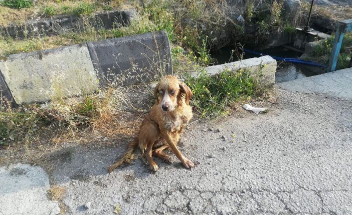 Bolu’da, gözleri görmediği için su kuyusuna düşen köpeği itfaiye kurtardı
