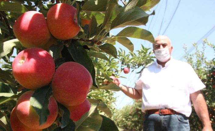 Covid-19’dan dolayı Karaman’da üretilen 400 bin ton elmanın yüzde 70’i dalında satıldı
