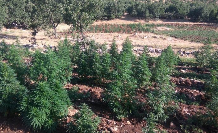 Diyarbakır’da 1 milyon 119 bin kök kenevir ve 756 kilo esrar ele geçirildi