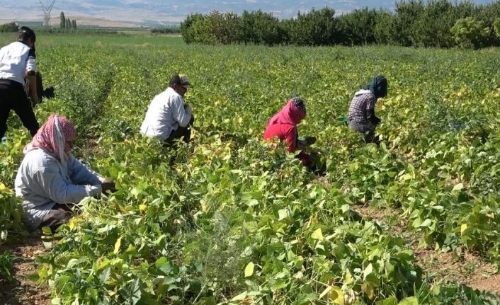 İsmini köyünden alıyor, yılda 4 bin ton üretilip milli ekonomiye katkı sağlıyor