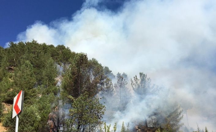 Kahramanmaraş’ta 10 hektarlık ormanlık alan yandı