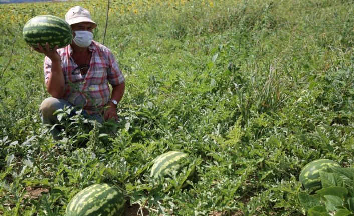 Kandıra karpuzunun marka yolculuğu coğrafi işaret başvurusu ile başladı