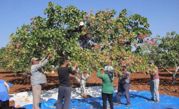Kilis’te fıstık hasadı sürüyor