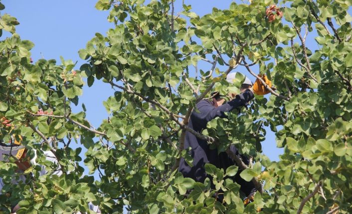 Kilis’te fiyatı altın ile yarışan boz fıstığın hasadı başladı