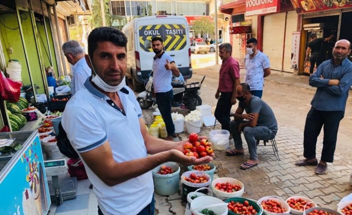 Kızıltepeli kadınların köyde ürettiği organik domatesler tadıyla nam salıyor