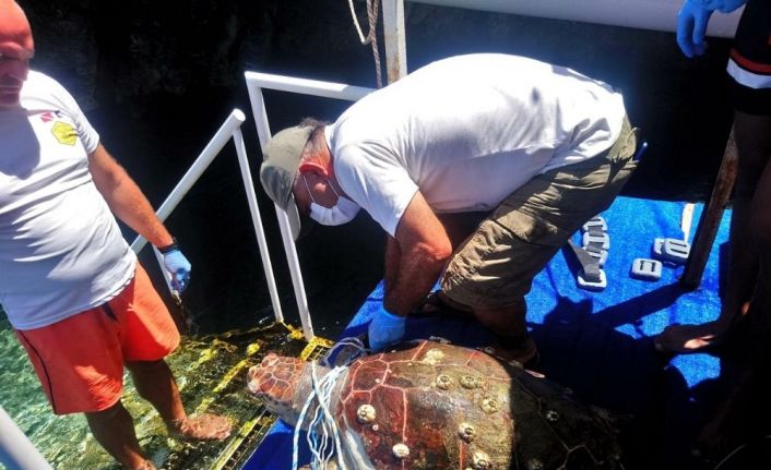 Kuşadası Körfezi’nde 2 caretta caretta ve 1 yeşil deniz kaplumbağası ölü bulundu